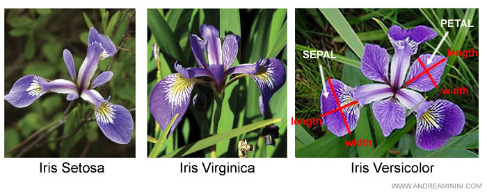 le 4 caratteristiche delle 3 specie di fiori Iris
