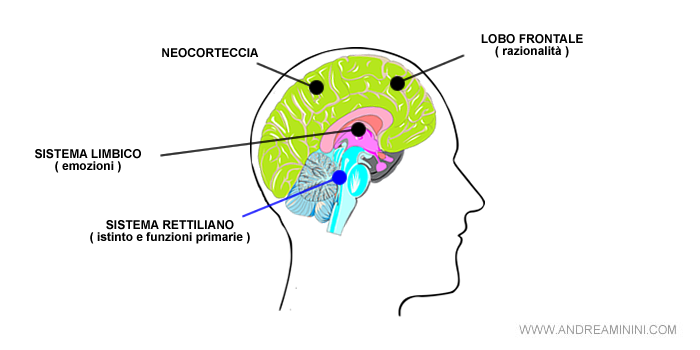 il cervello umano